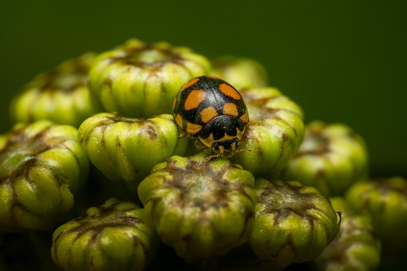 Coccinula quatuordecimpustulata – No. 3