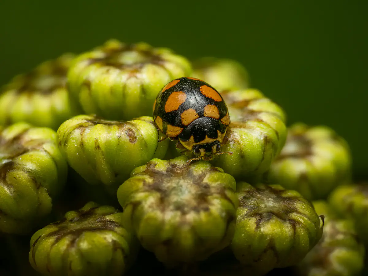 Coccinule à quatorze taches