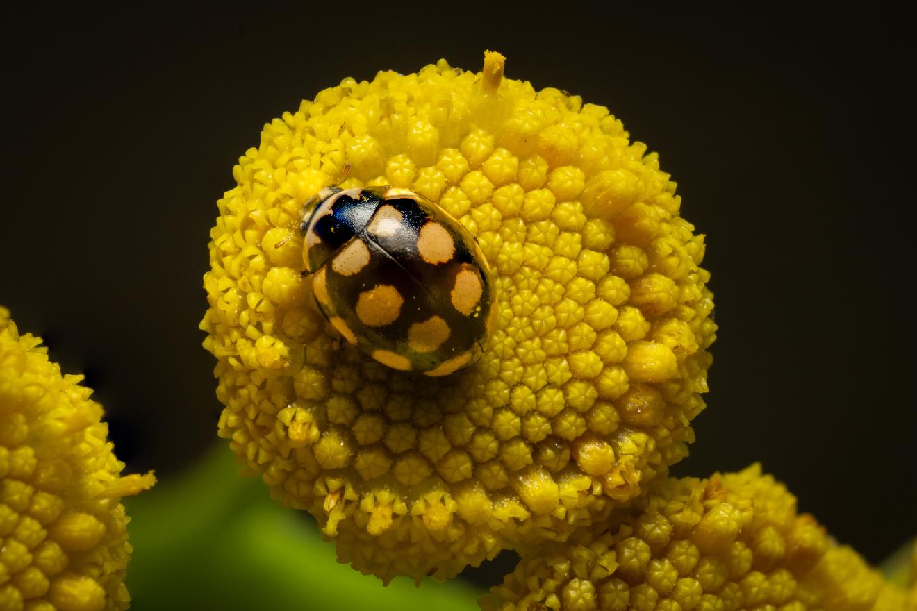 Coccinula quatuordecimpustulata – No. 4