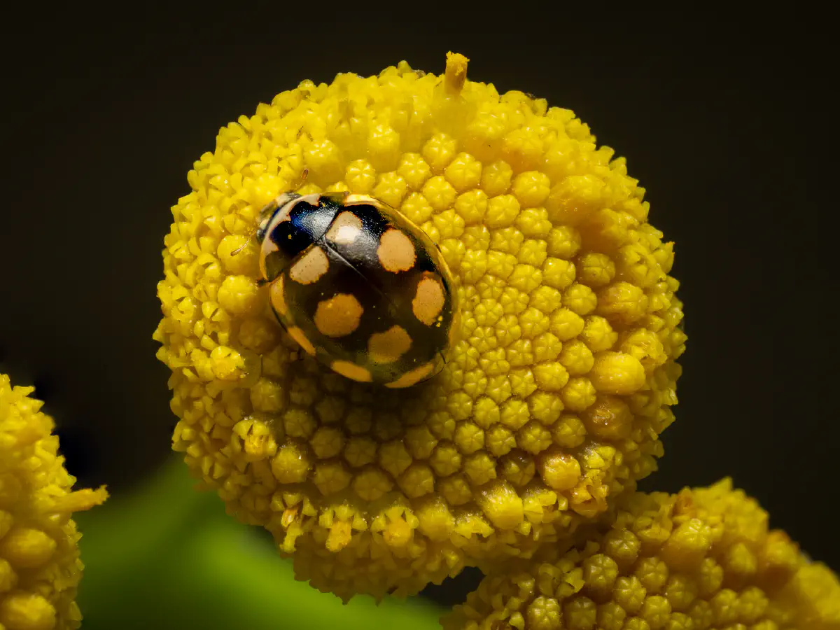 Coccinule à quatorze taches