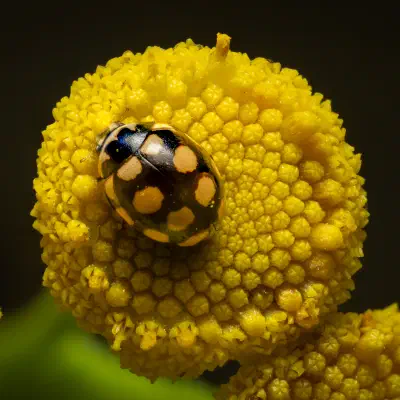 Coccinula quatuordecimpustulata