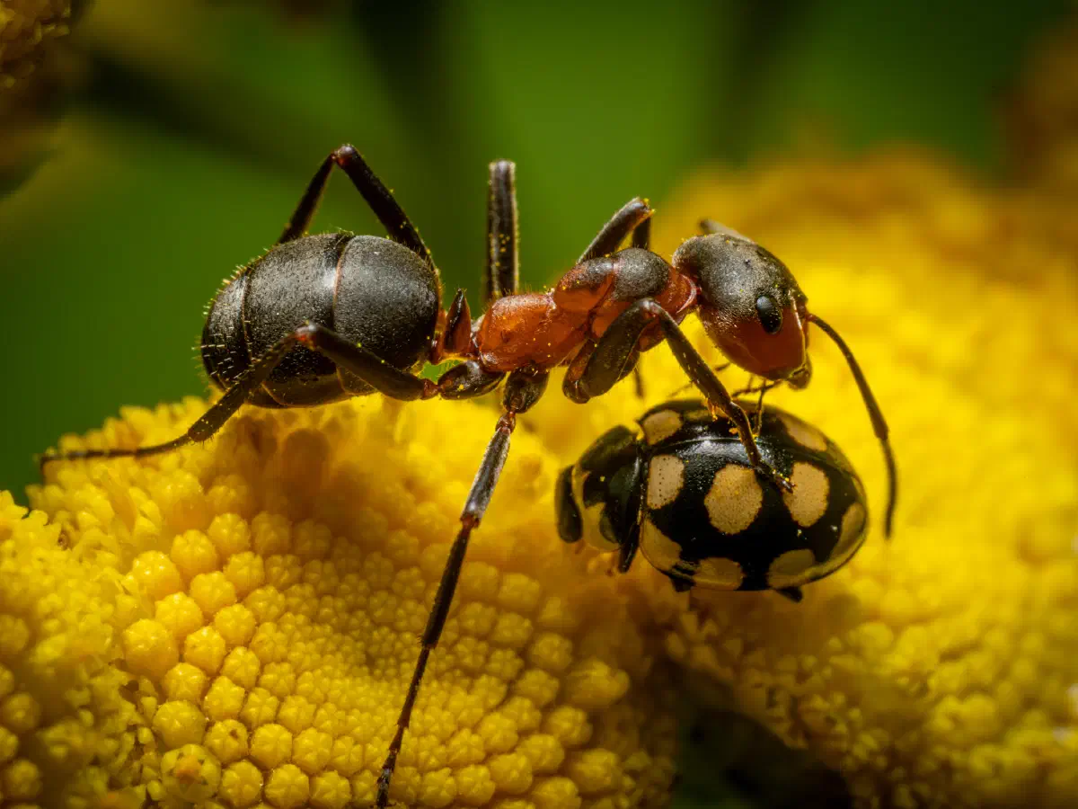 Trockenrasen-Marienkäfer