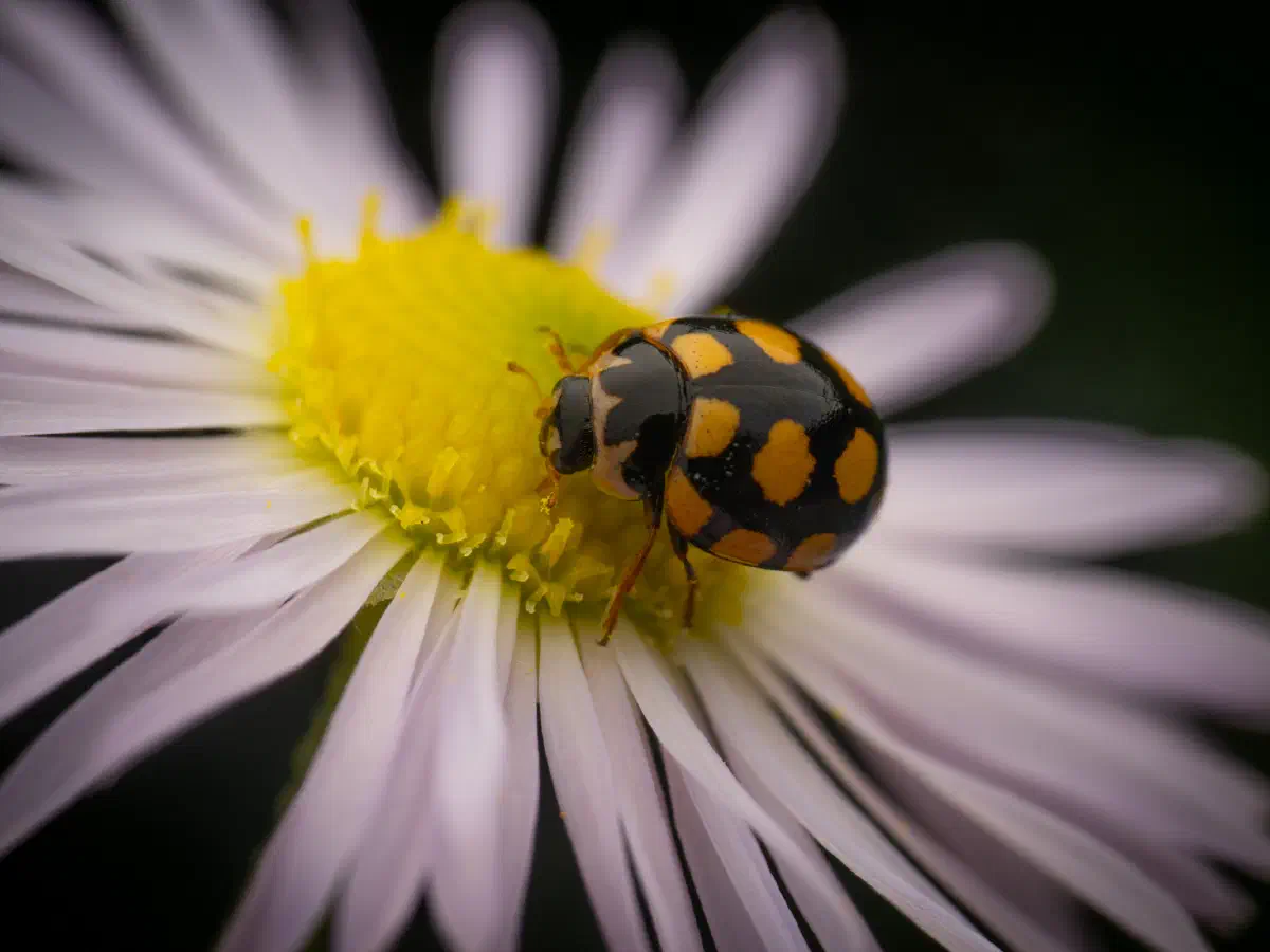Trockenrasen-Marienkäfer