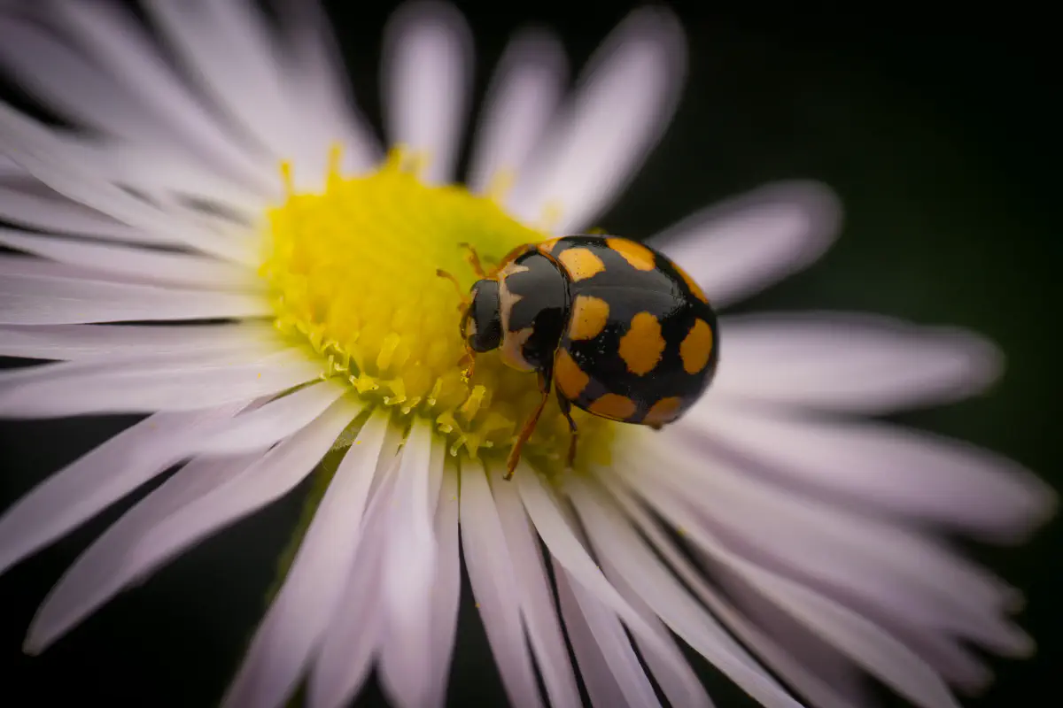 Coccinula quatuordecimpustulata – No. 6