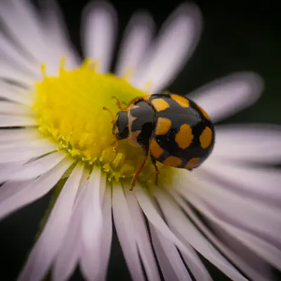 Coccinule à quatorze taches