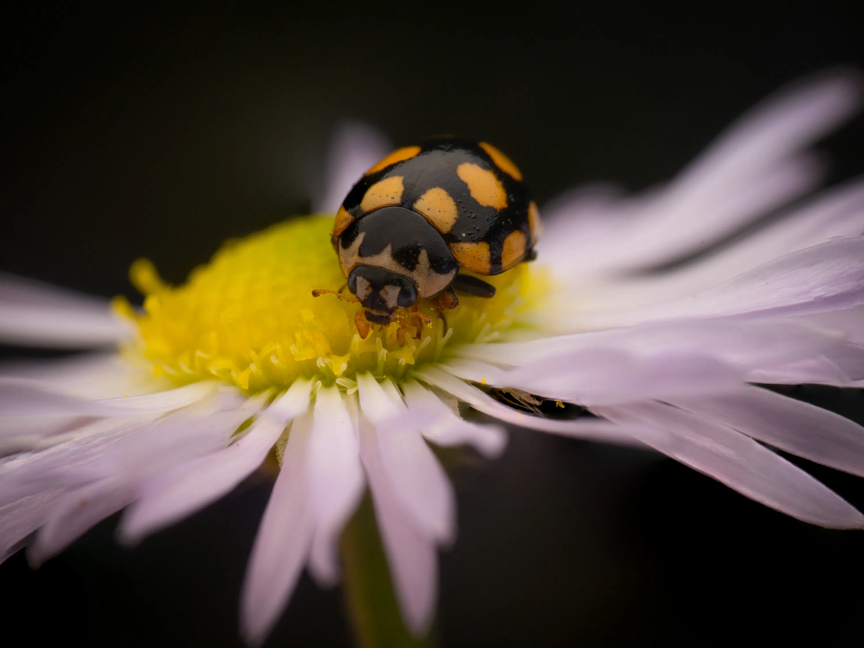 Coccinula quatuordecimpustulata