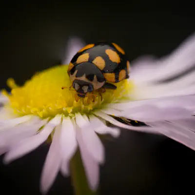 Coccinula quatuordecimpustulata