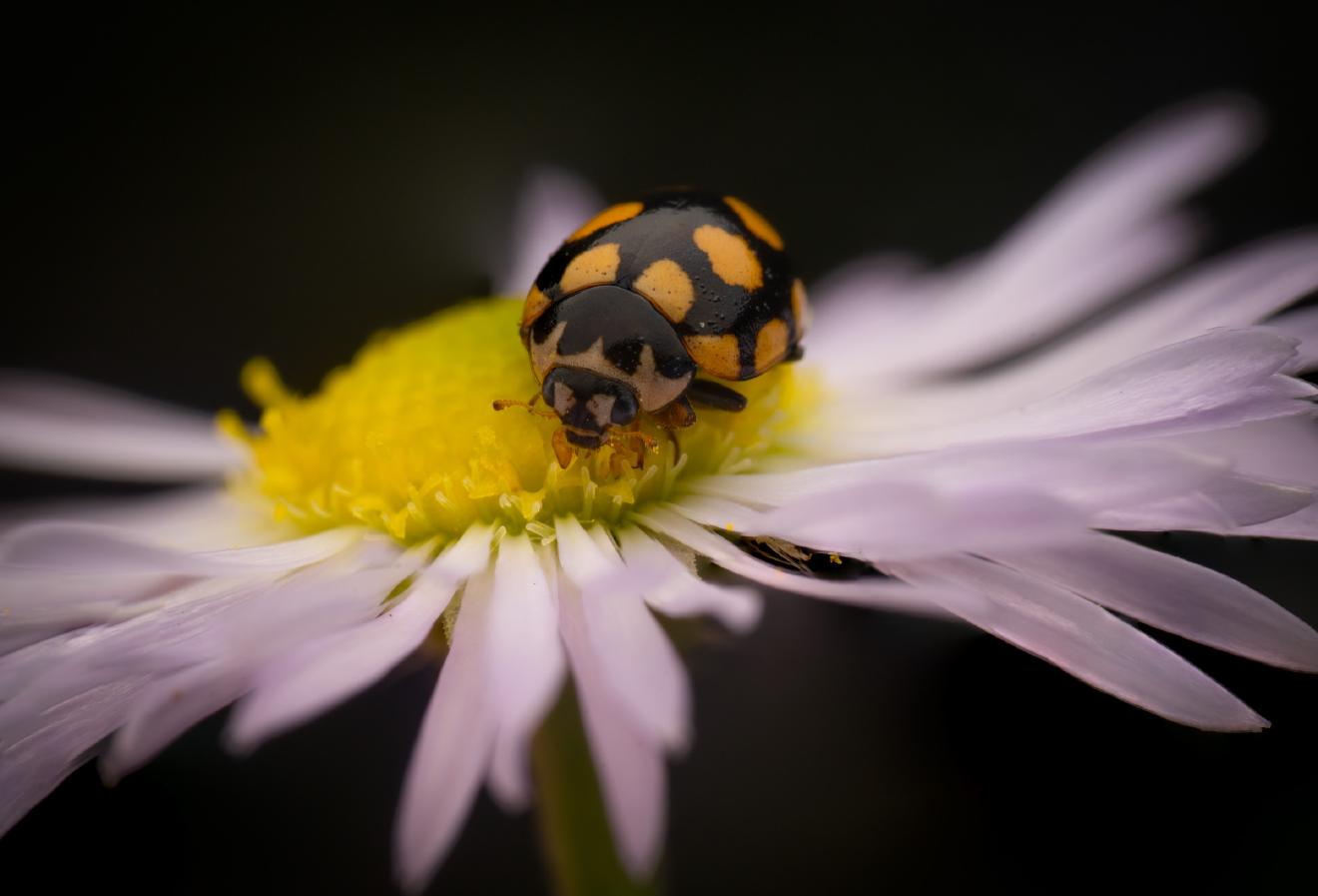 Coccinula quatuordecimpustulata – No. 7