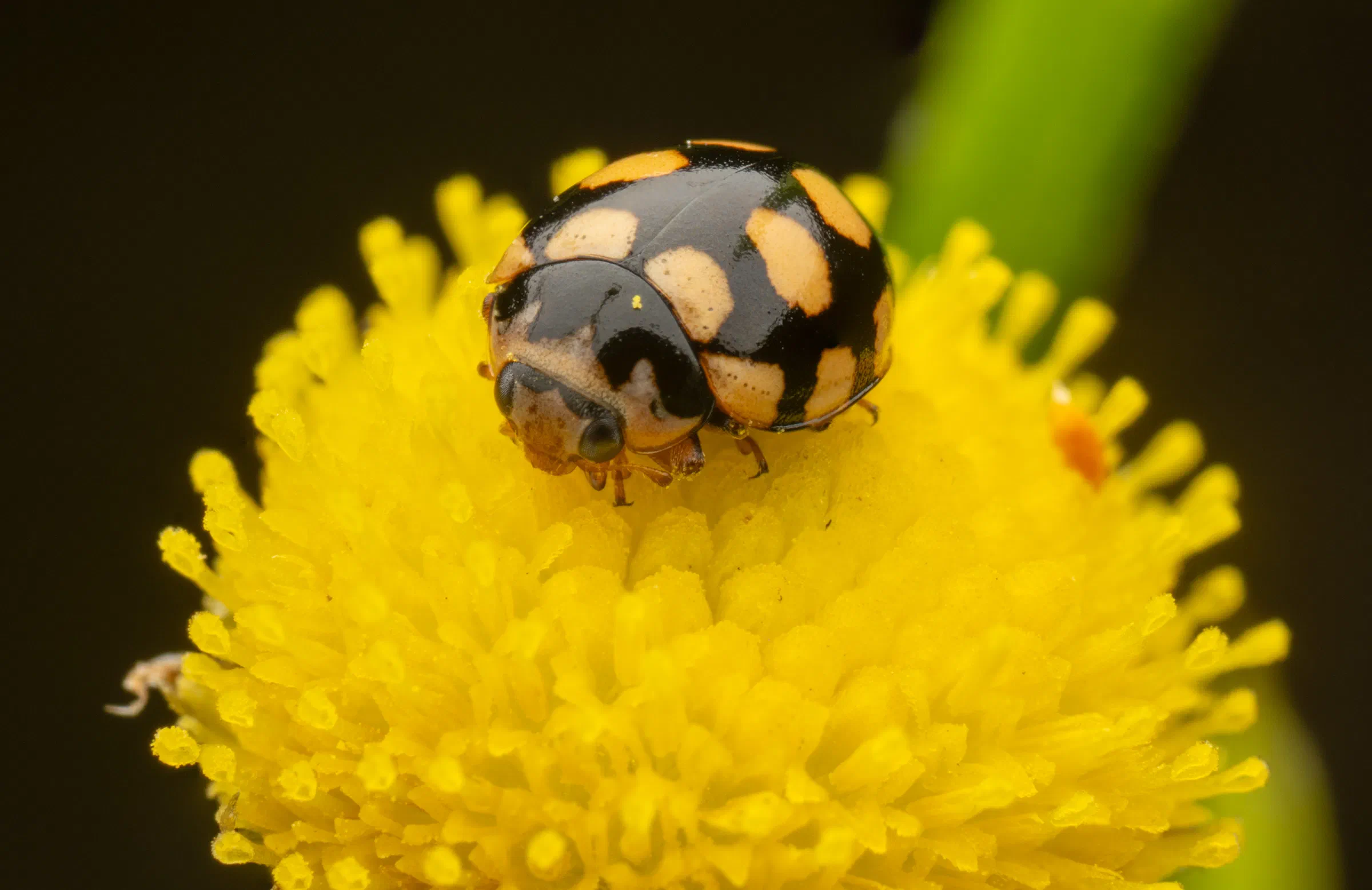 Coccinula quatuordecimpustulata