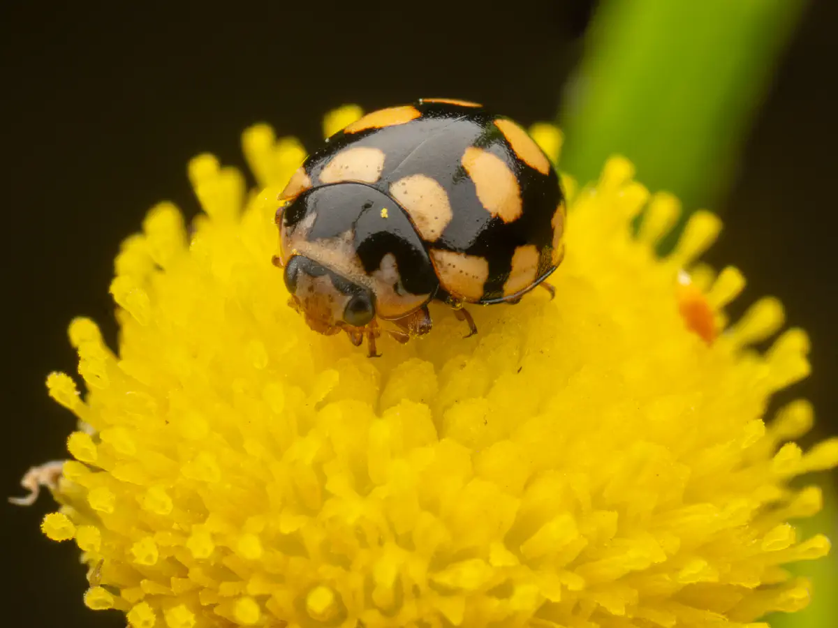 Coccinule à quatorze taches