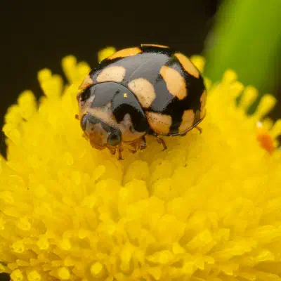 Coccinula quatuordecimpustulata
