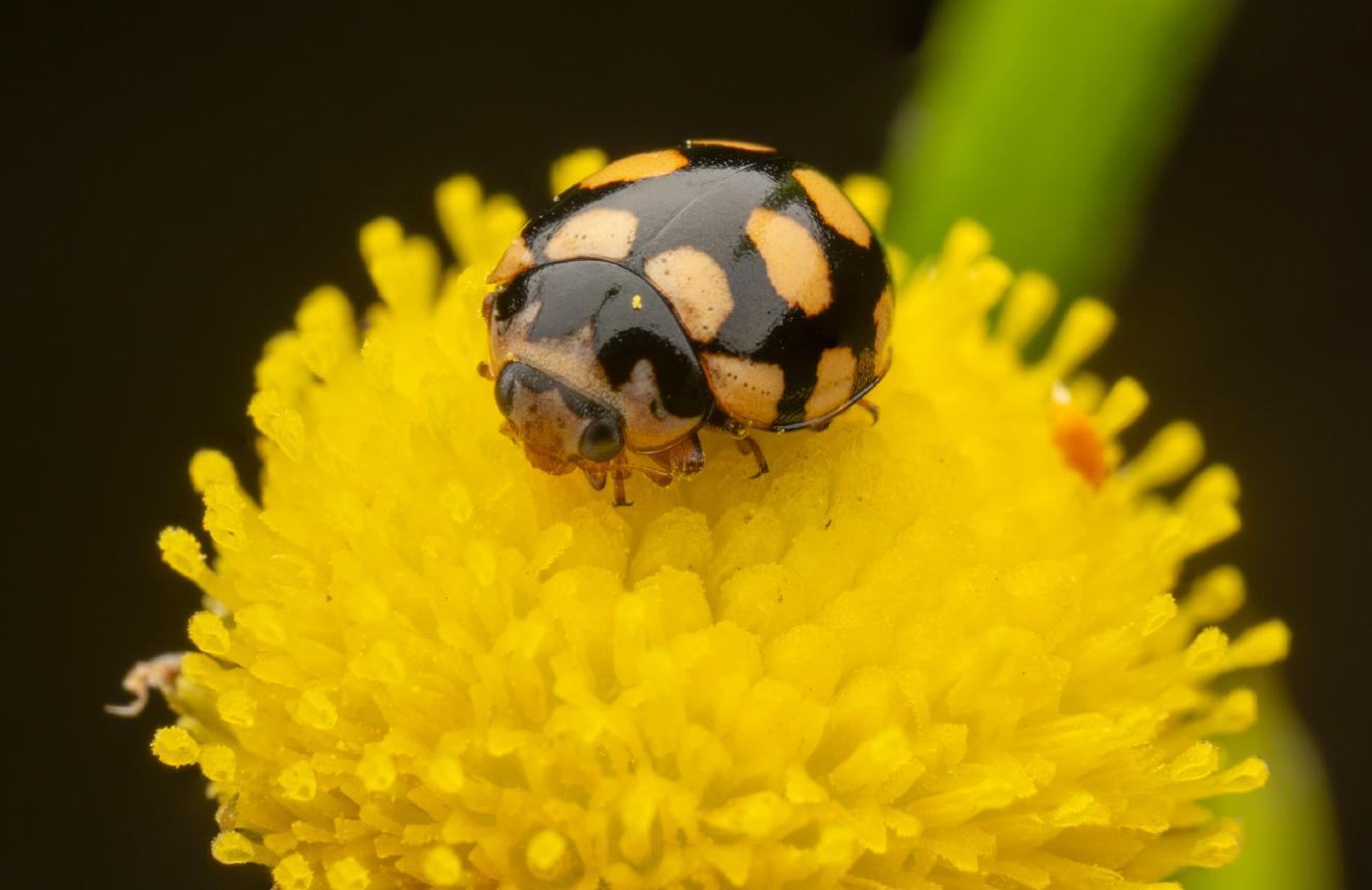 Coccinula quatuordecimpustulata – No. 8