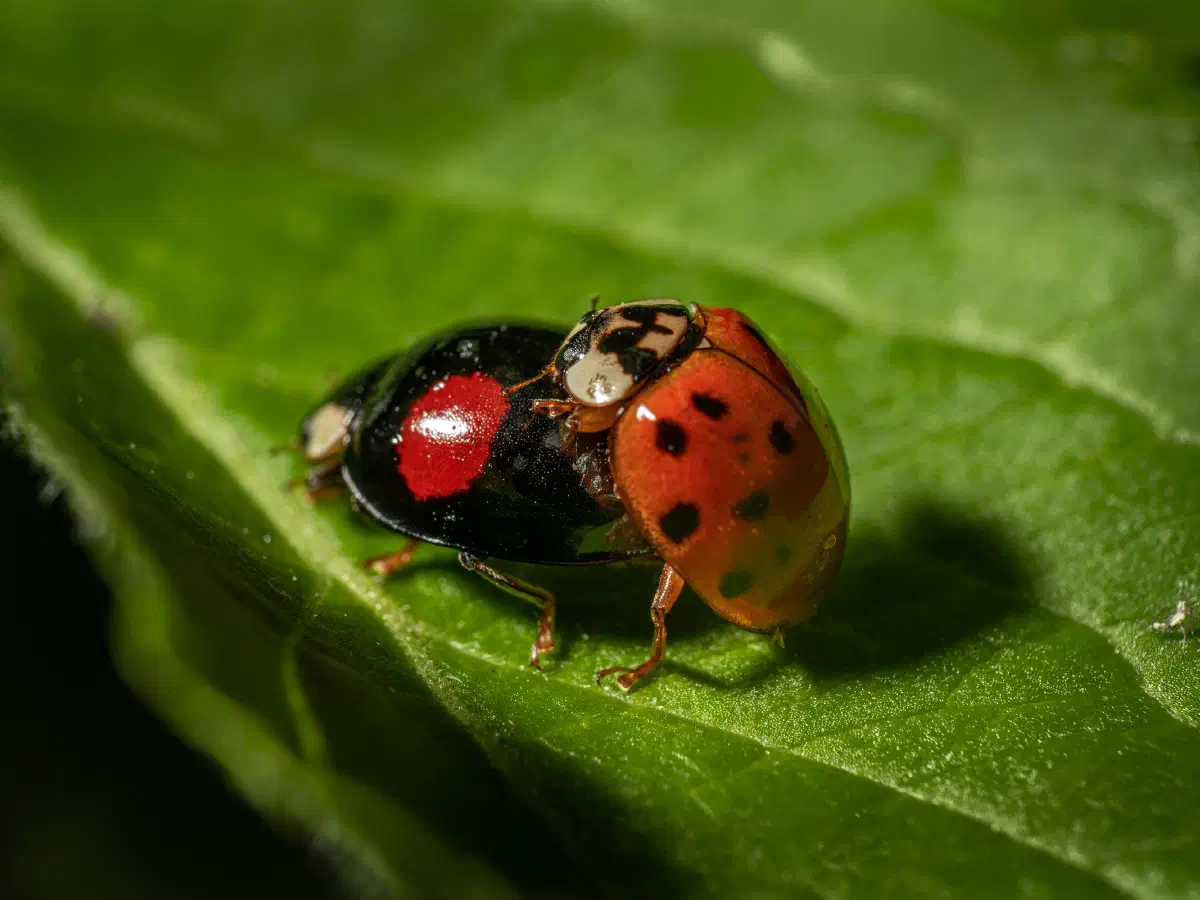Coccinelle à virgules