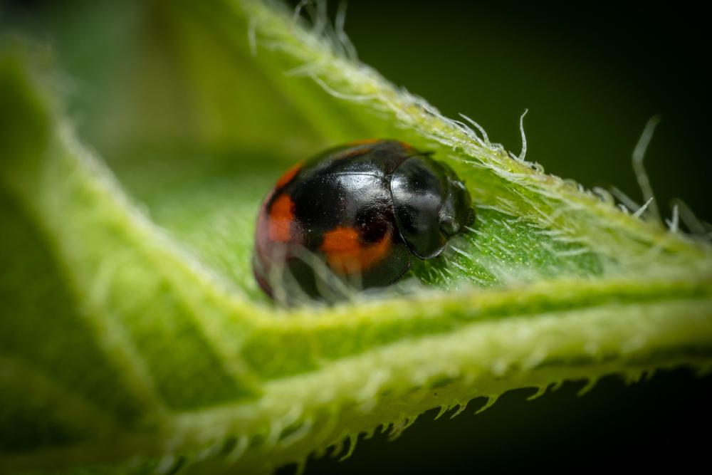 February 6, 2024 – Issue No. 172
– Issue No. 172: “Pine Ladybird“ Pine Ladybird