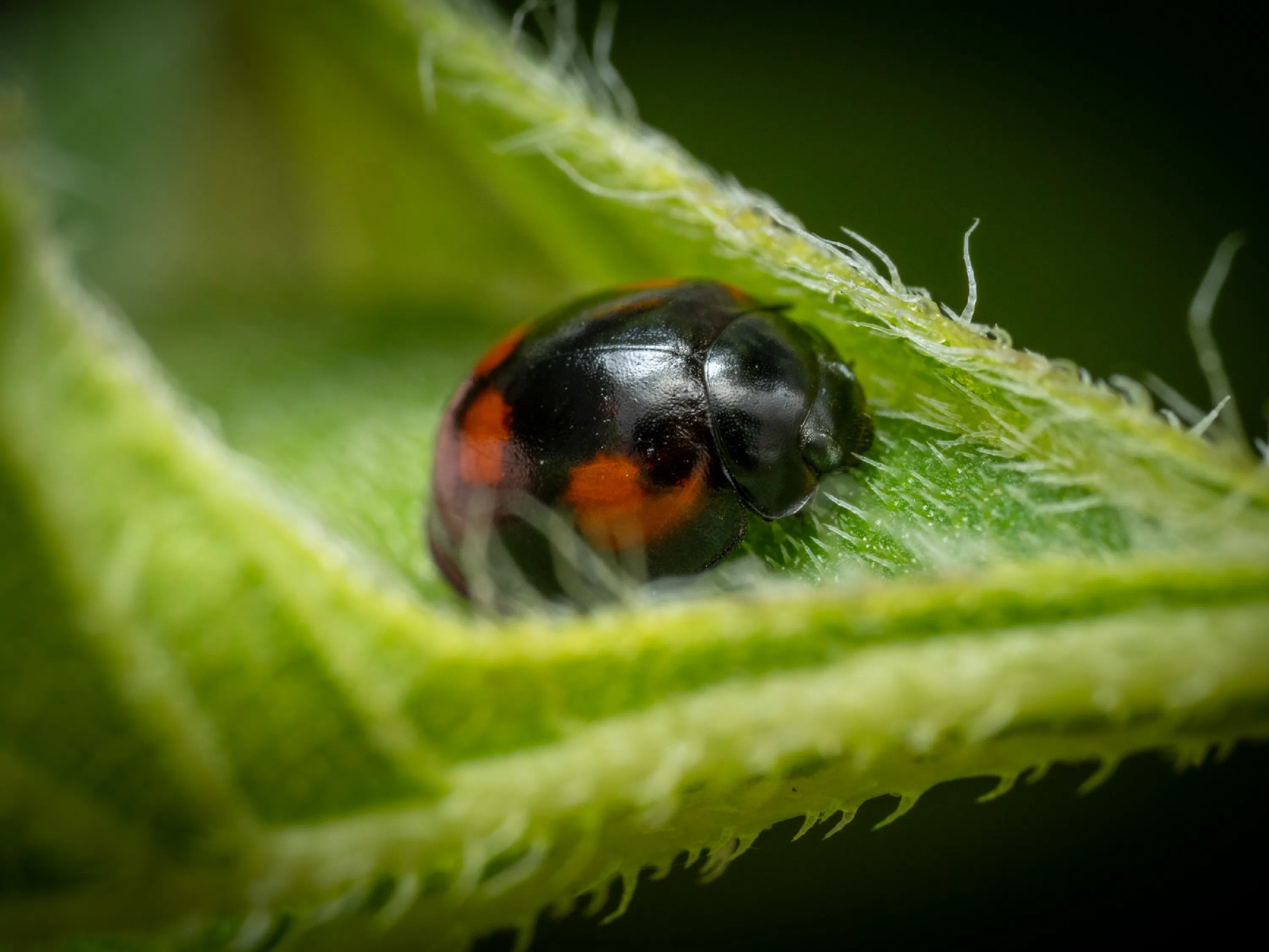 Pine Ladybird