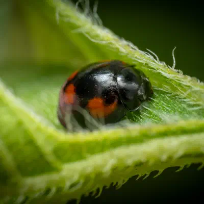 Coccinelle à virgules