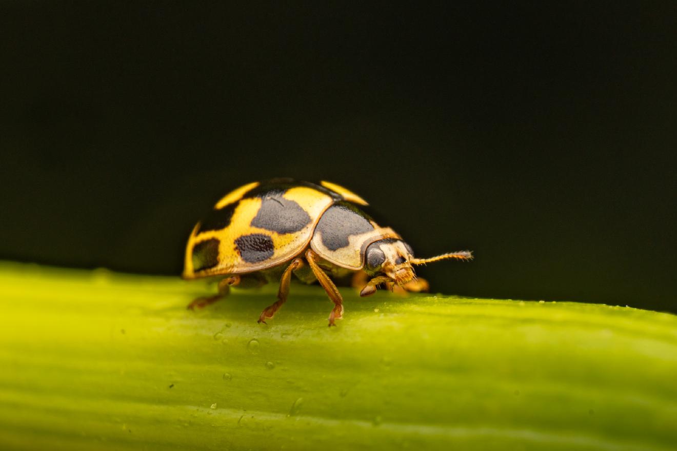 Fourteen-spotted Lady Beetle – No. 1