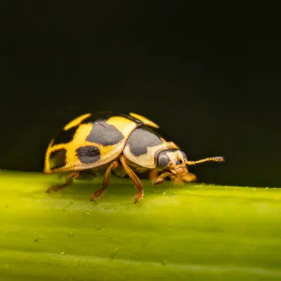 Coccinelle à damier