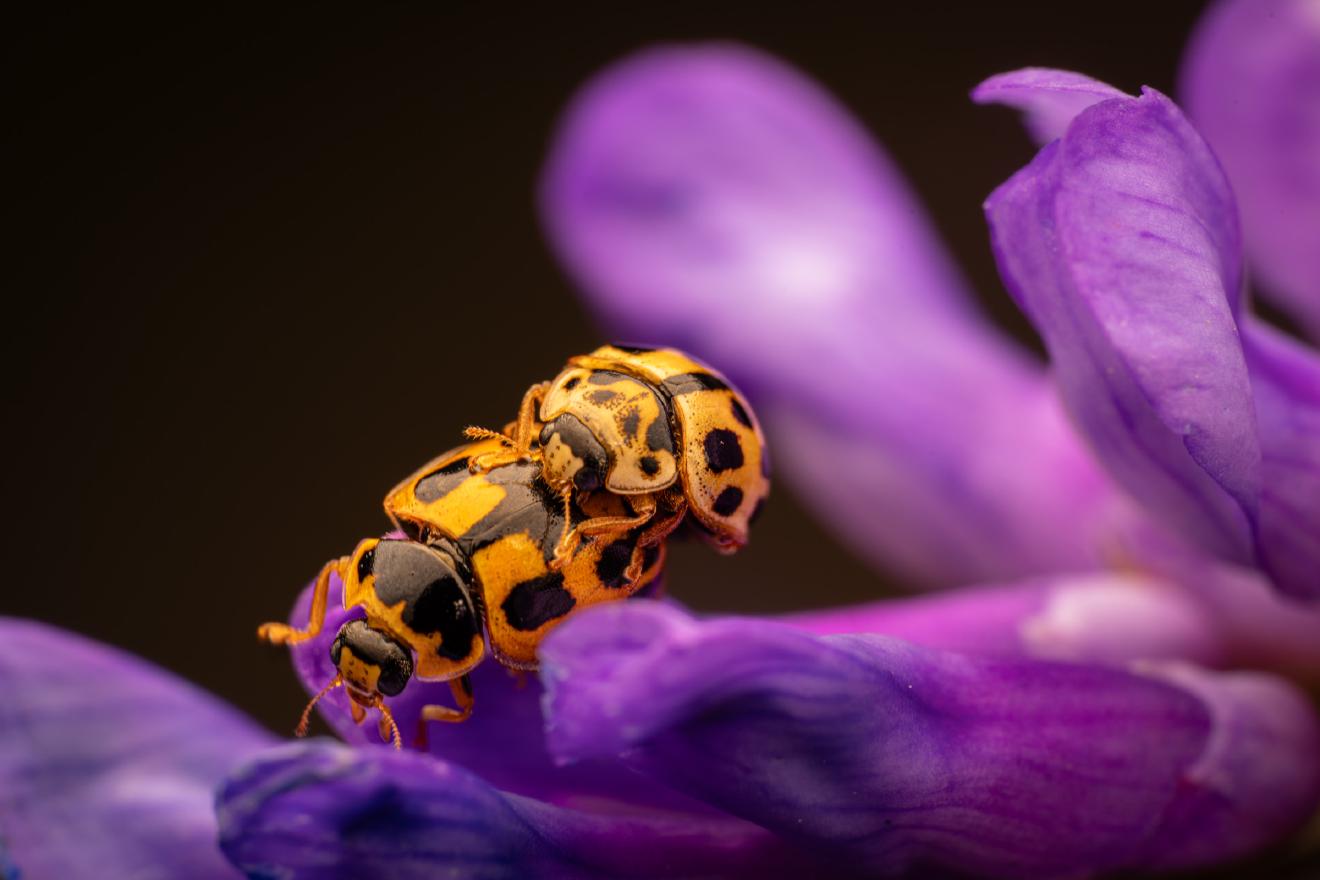 Fourteen-spotted Lady Beetle – No. 1