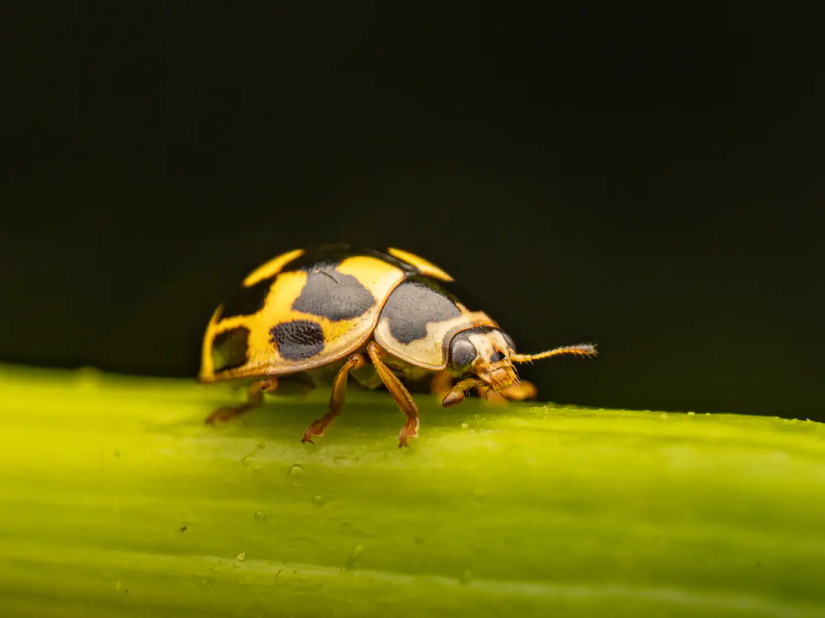 Coccinelle à damier