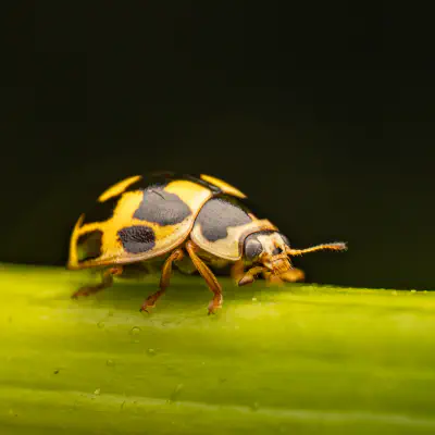 Fourteen-spotted Lady Beetle