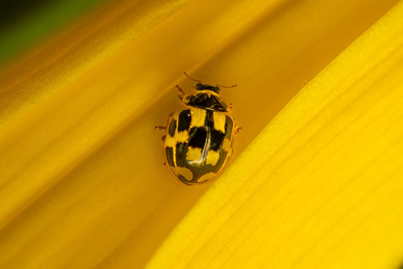 Fourteen-spotted Lady Beetle – No. 1