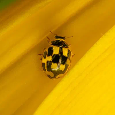 Coccinelle à damier