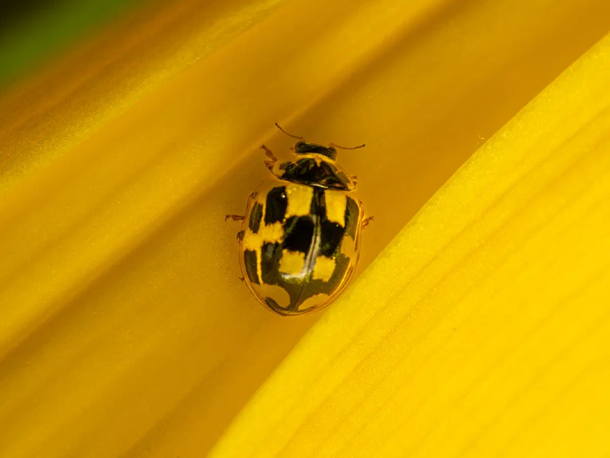Coccinelle à damier