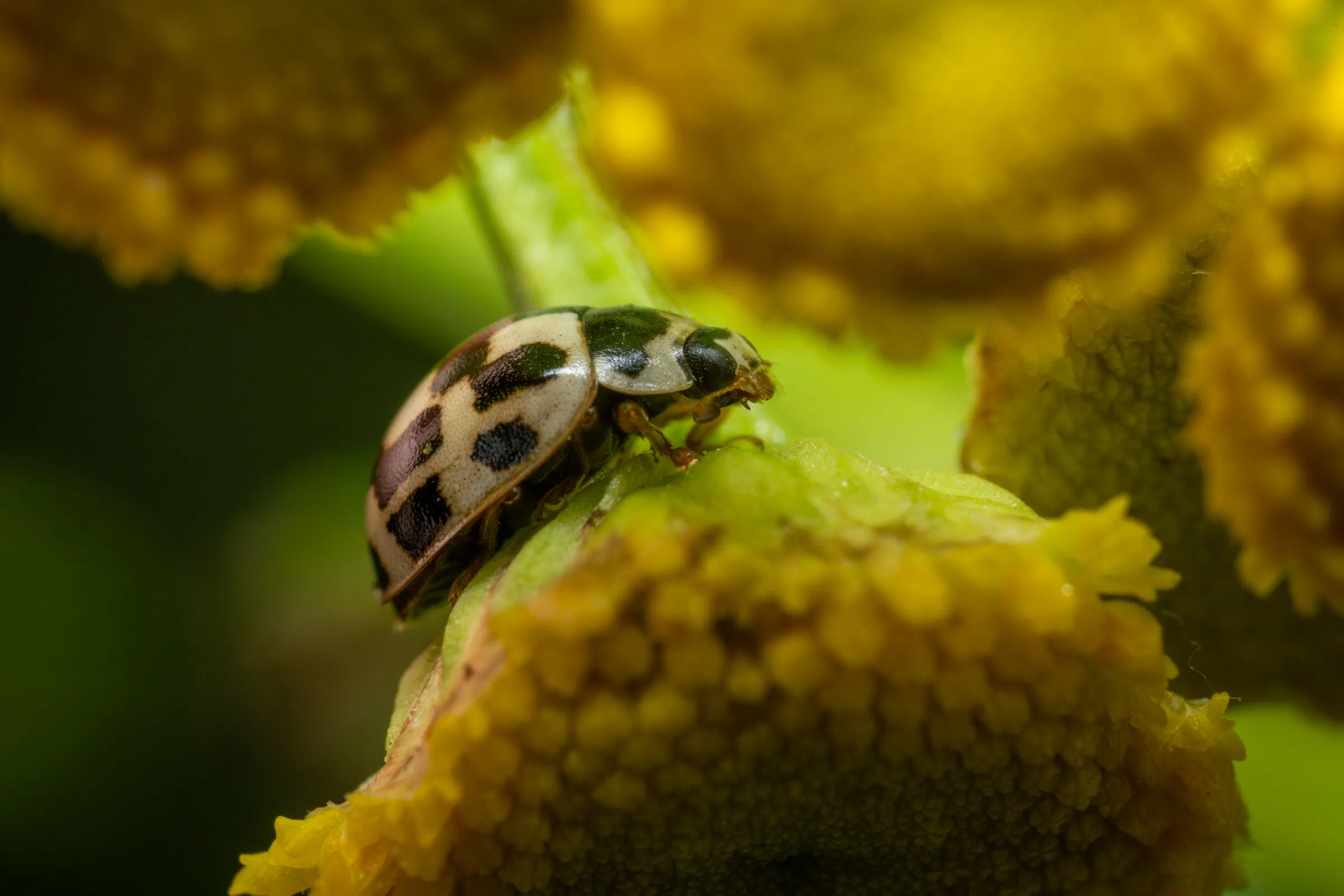 Coccinelle à damier