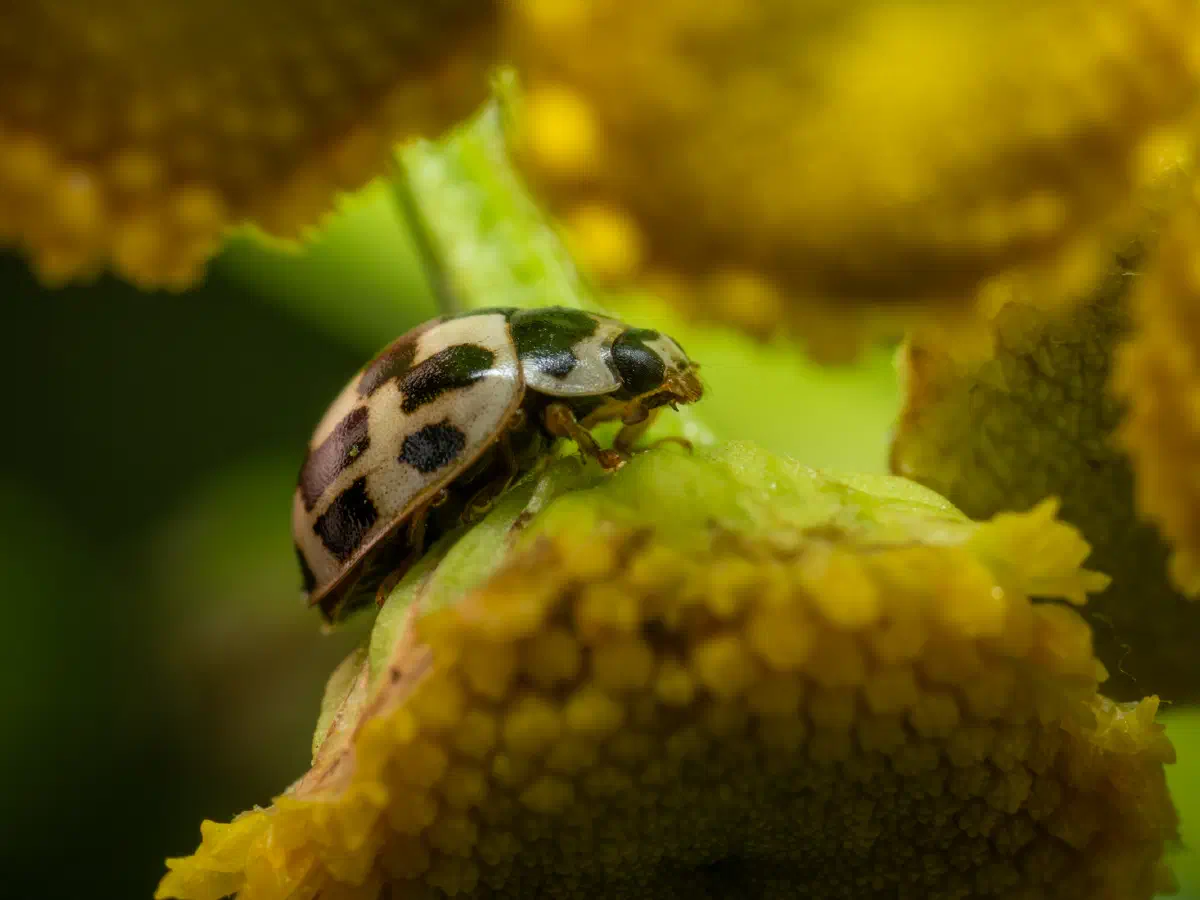 Coccinelle à damier
