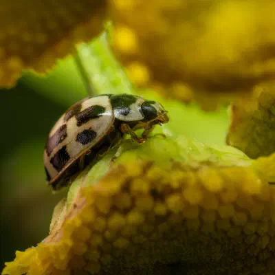Coccinelle à damier