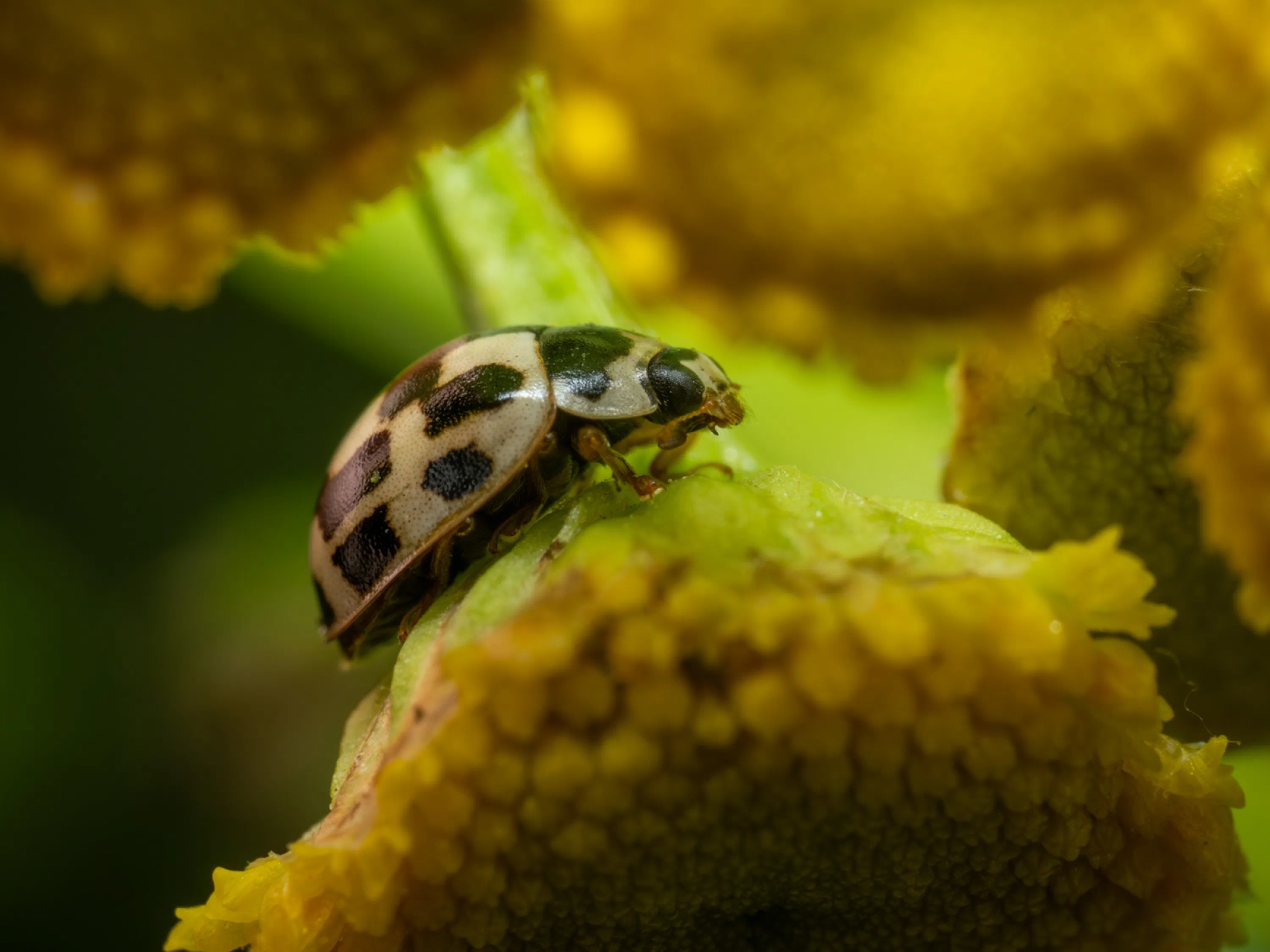 Propylea quatuordecimpunctata