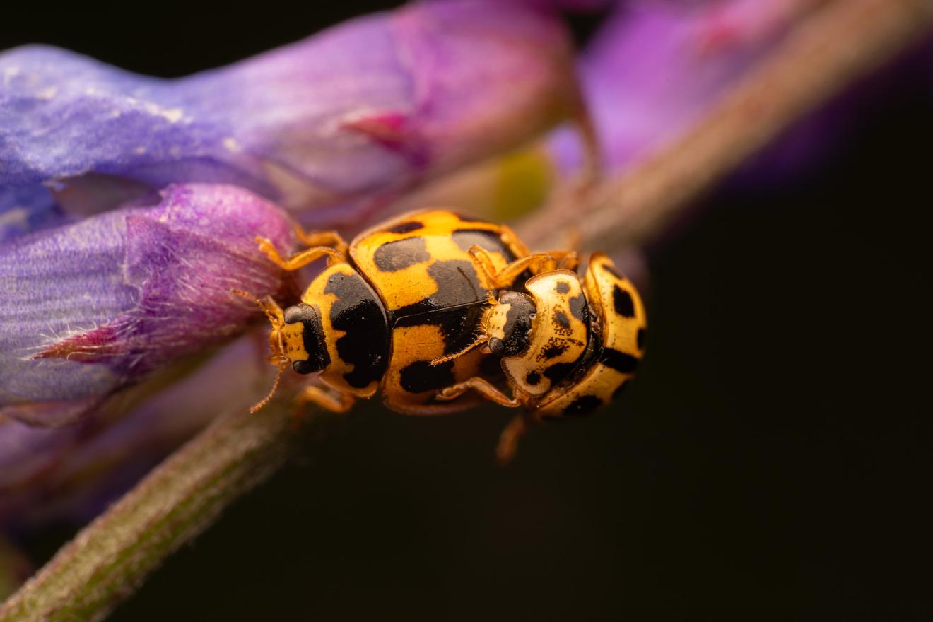 Fourteen-spotted Lady Beetle – No. 4