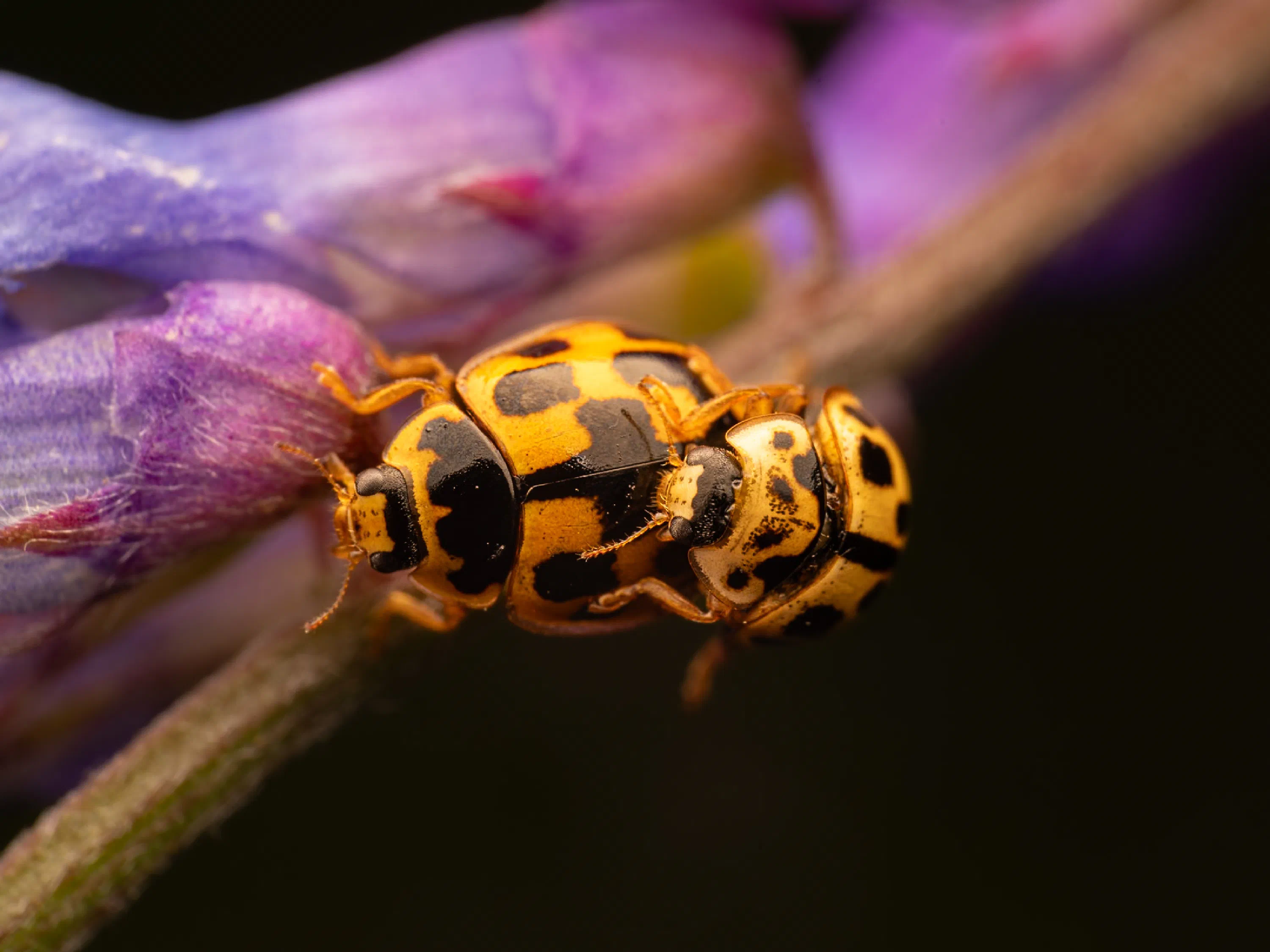 Propylea quatuordecimpunctata