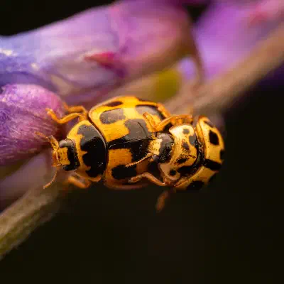 Propylea quatuordecimpunctata