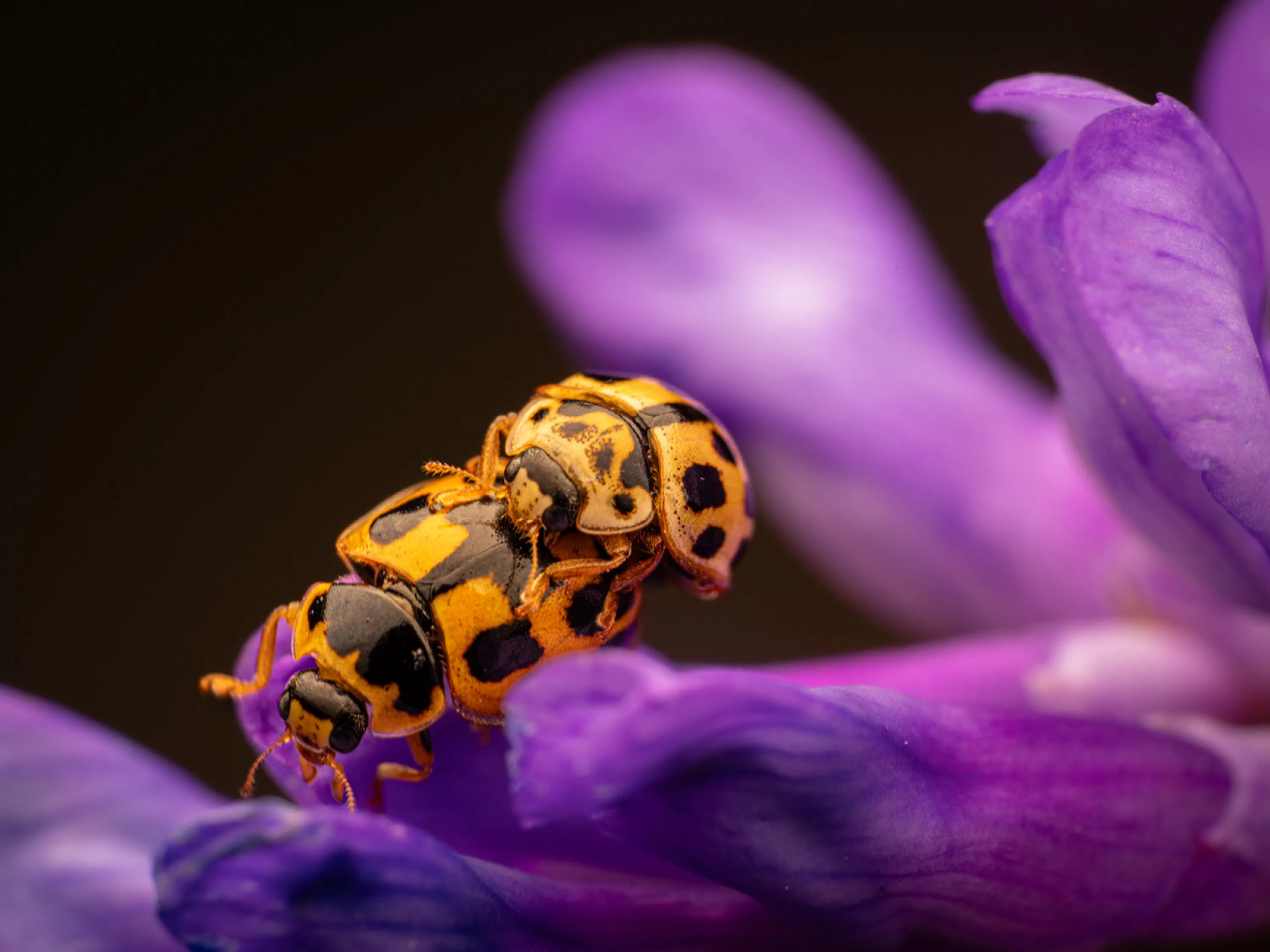 Propylea quatuordecimpunctata