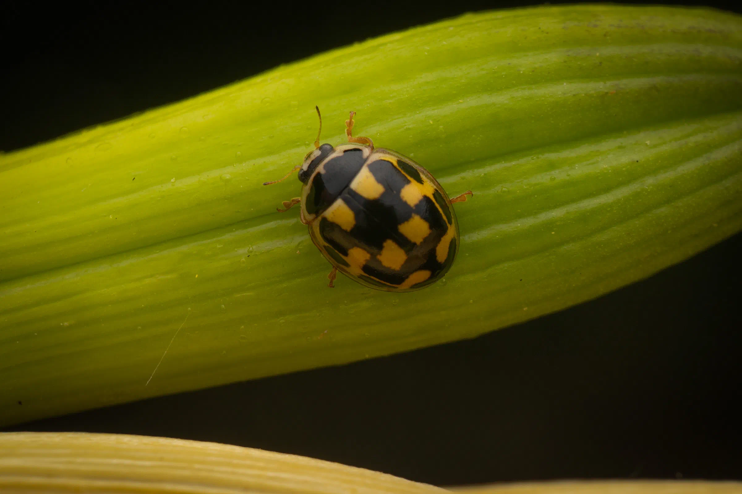 Coccinelle à damier