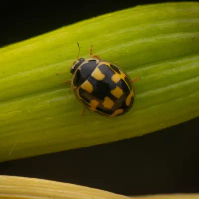 Coccinelle à damier