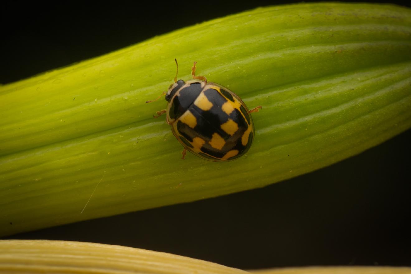 Fourteen-spotted Lady Beetle – No. 6