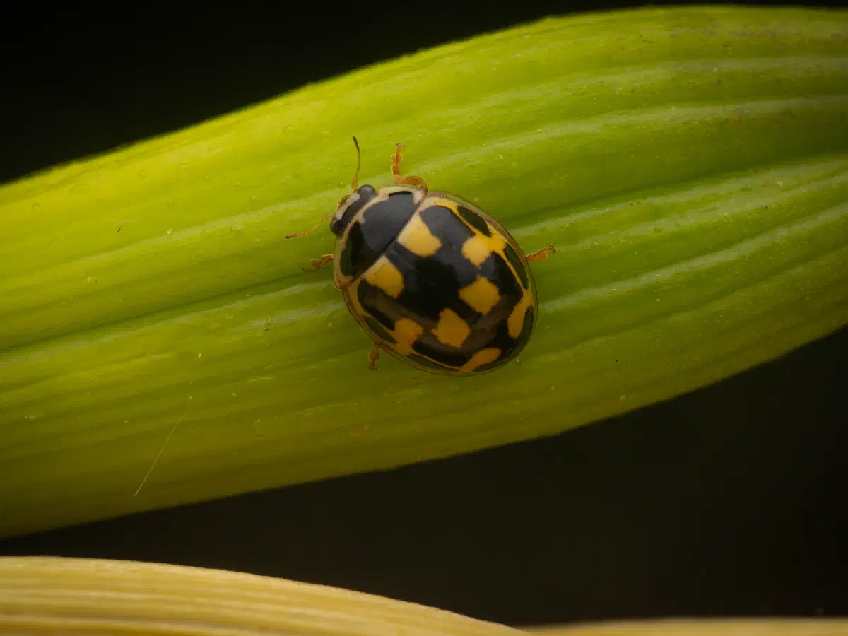 Coccinelle à damier