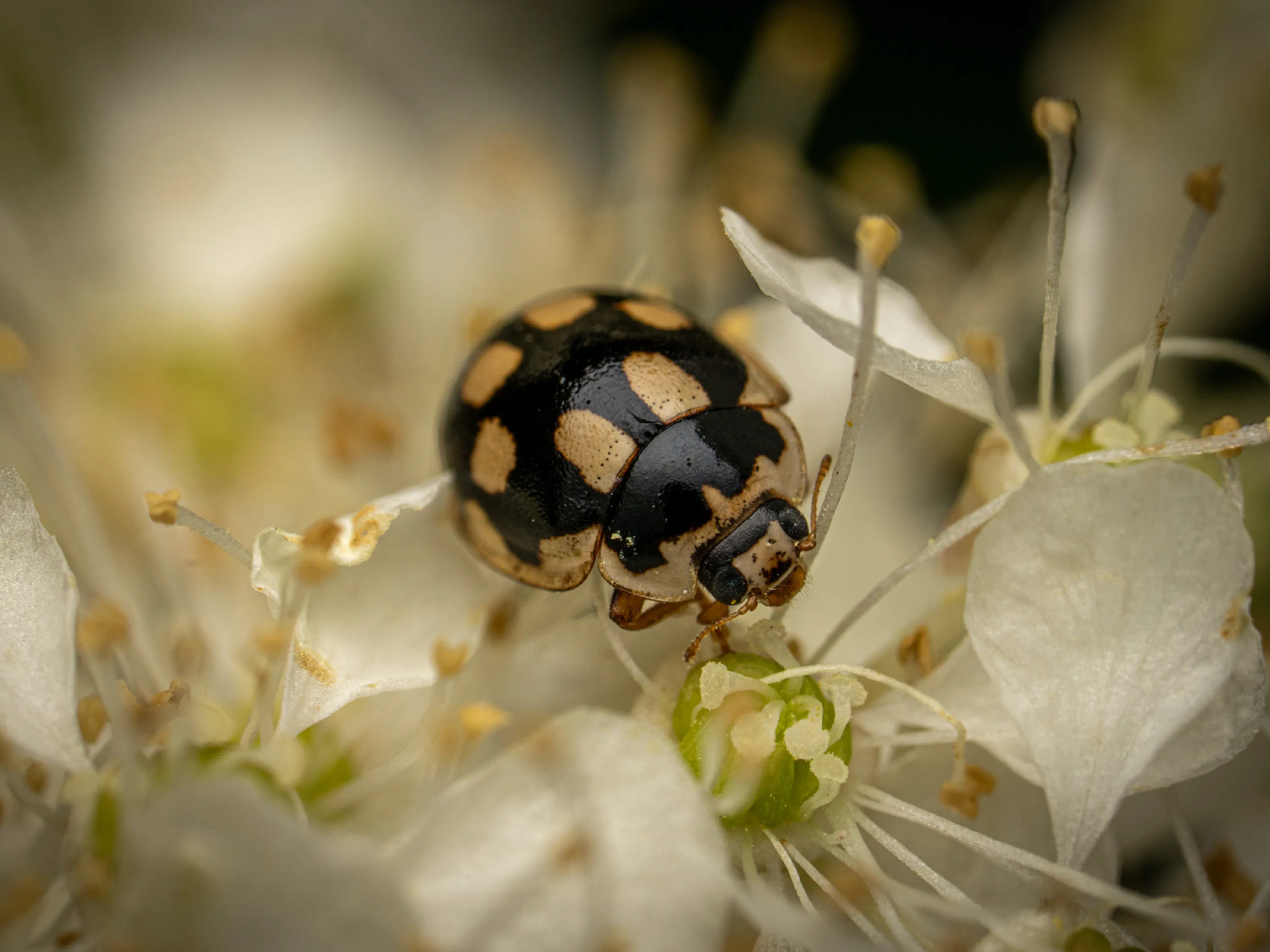 Propylea quatuordecimpunctata