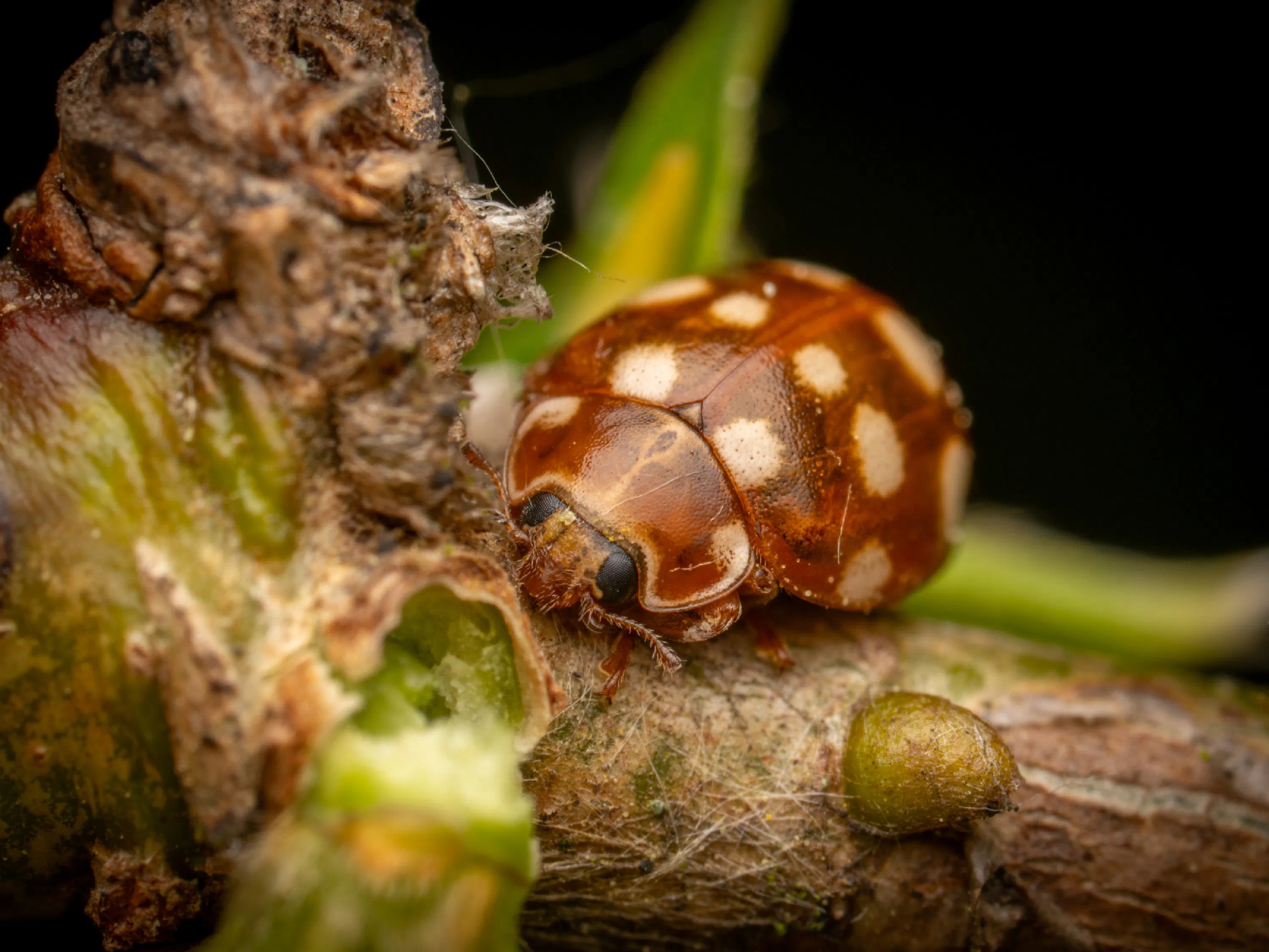 Cream-spotted Ladybird