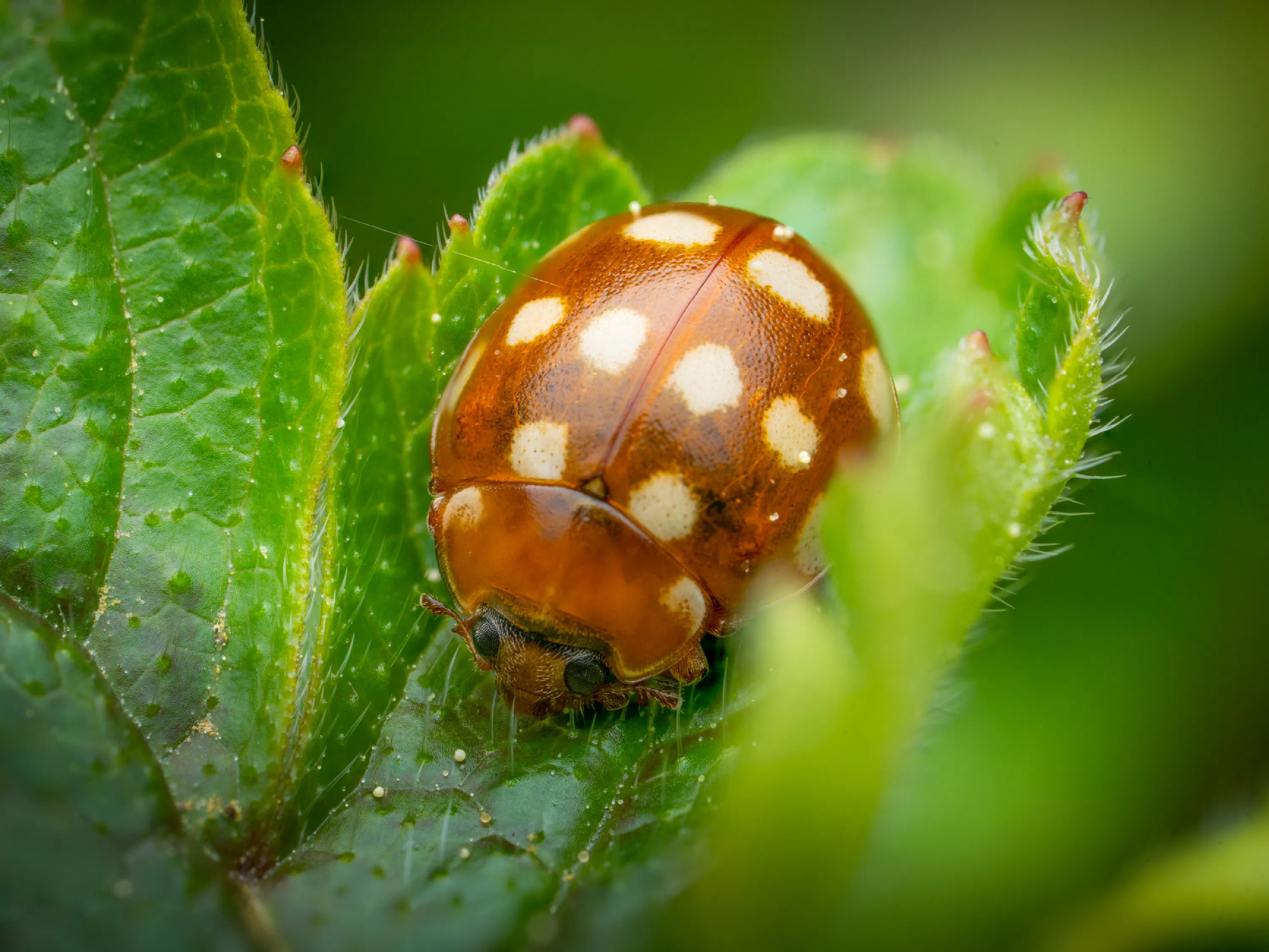 Cream-spotted Ladybird