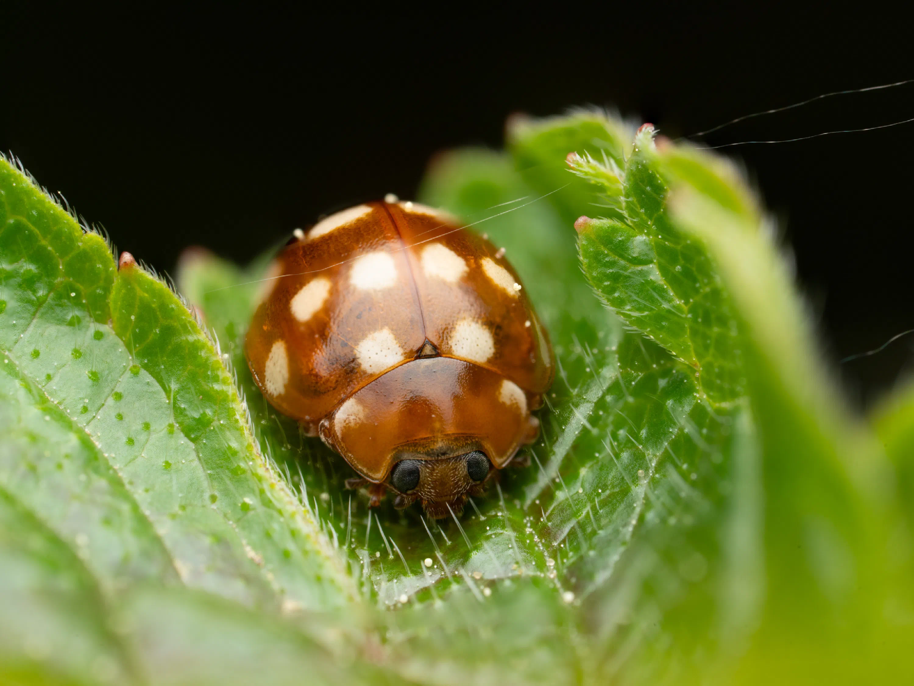 Cream-spotted Ladybird