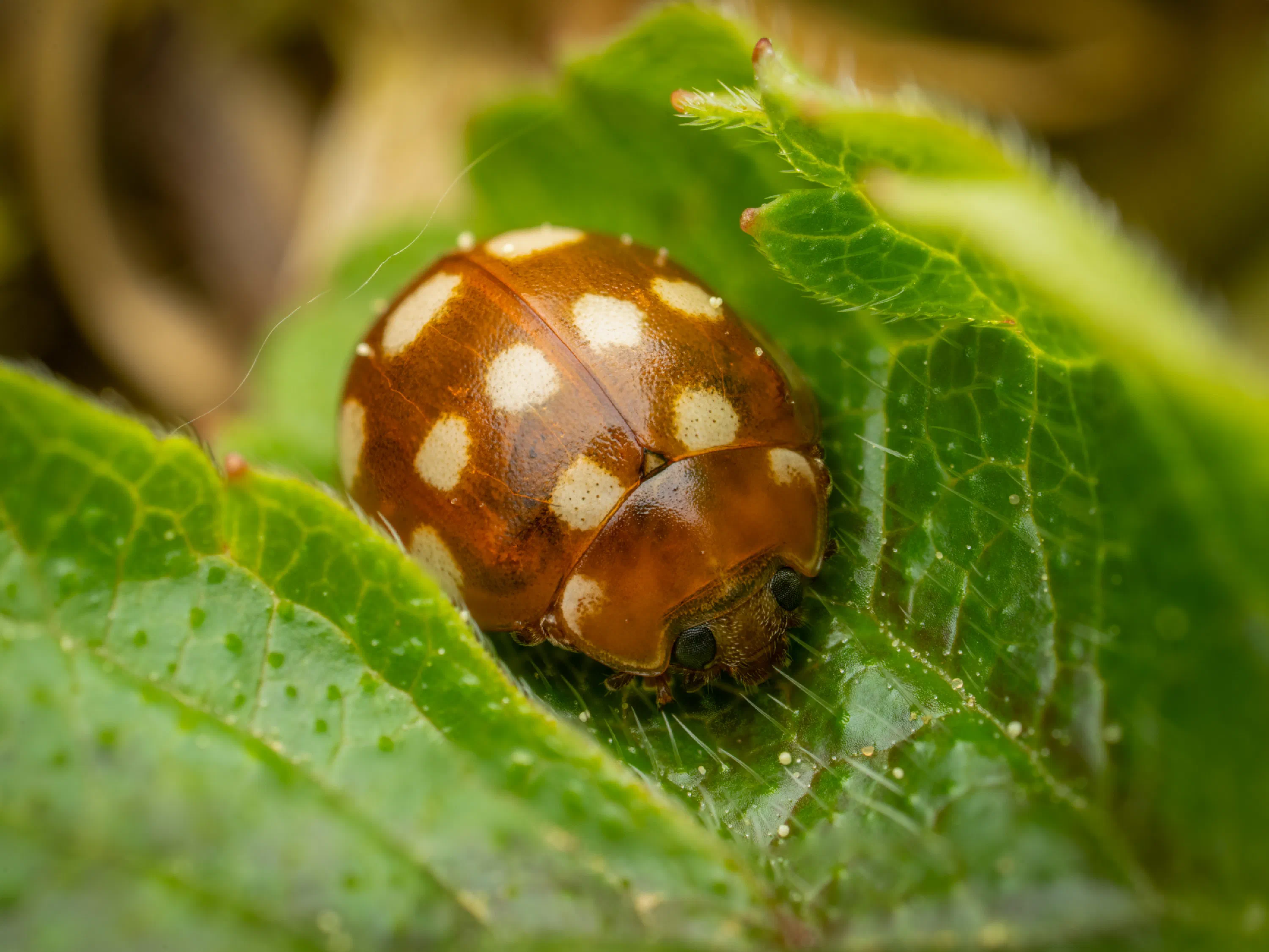 Cream-spotted Ladybird
