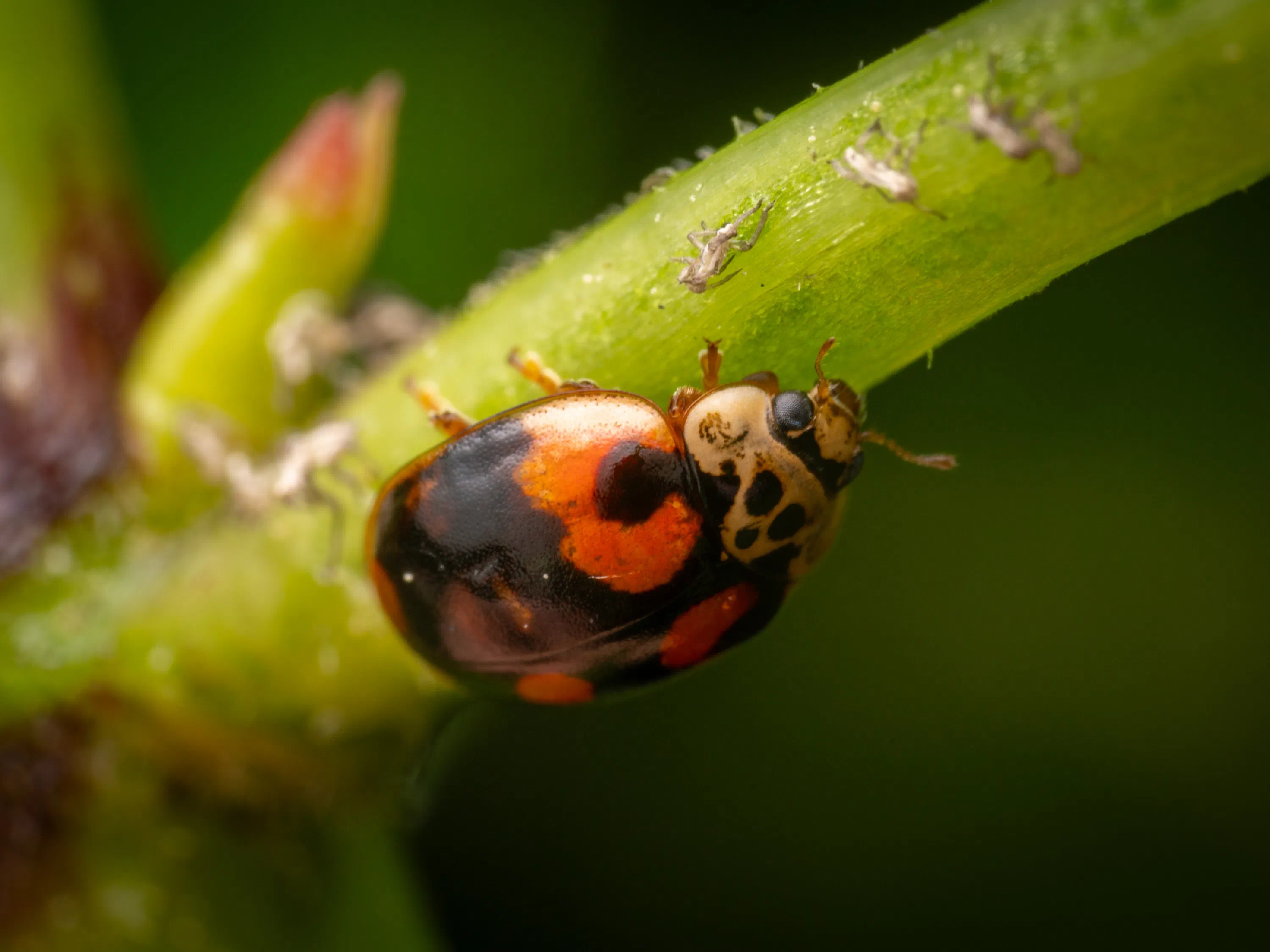 Adalia decempunctata