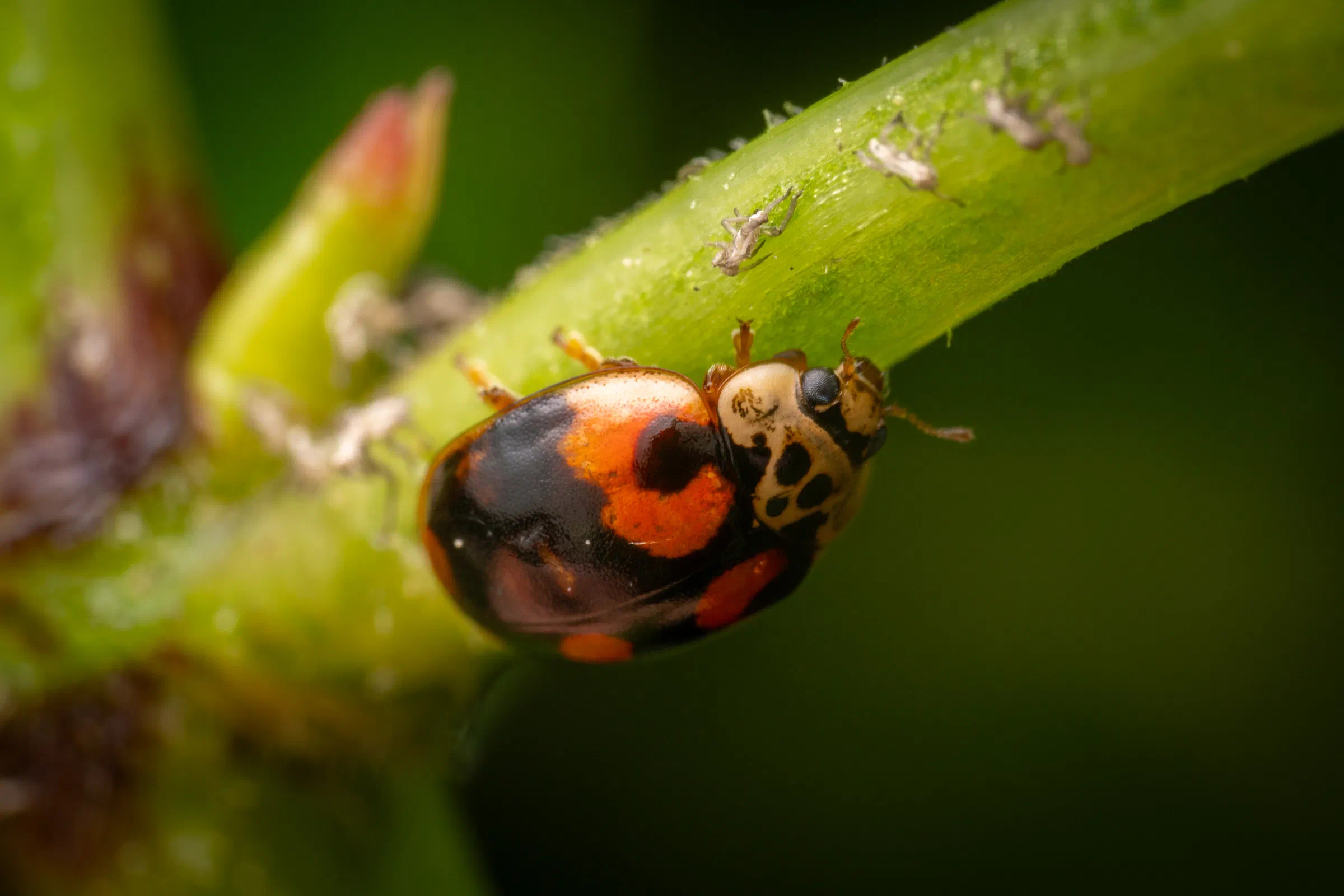 Coccinelle à dix points