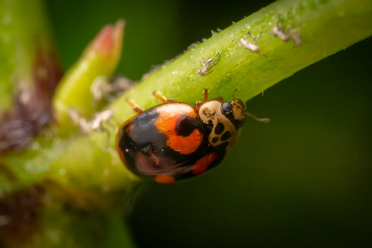Coccinelle à dix points