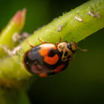 Adalia decempunctata