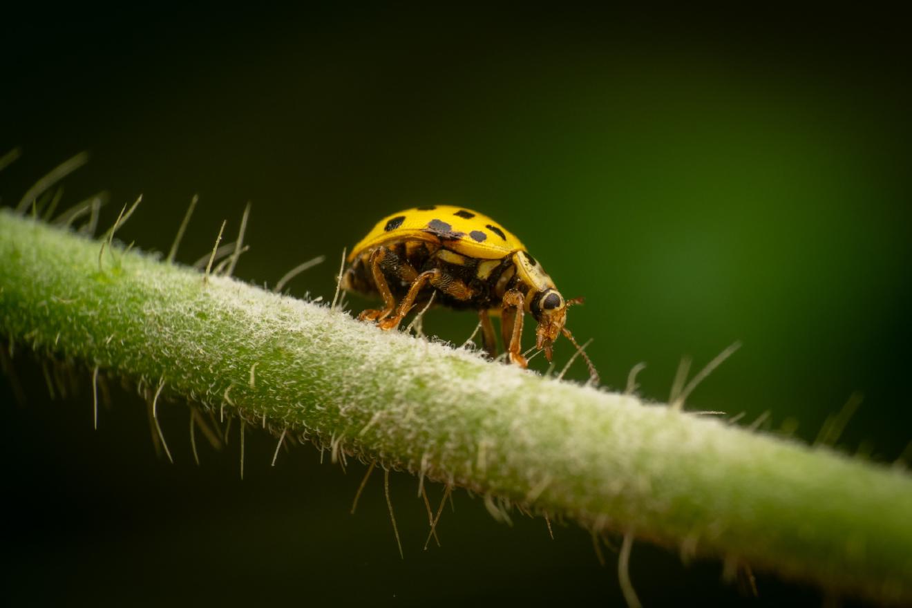 22-spot Ladybird – No. 1